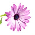 Purple African Daisy Flower